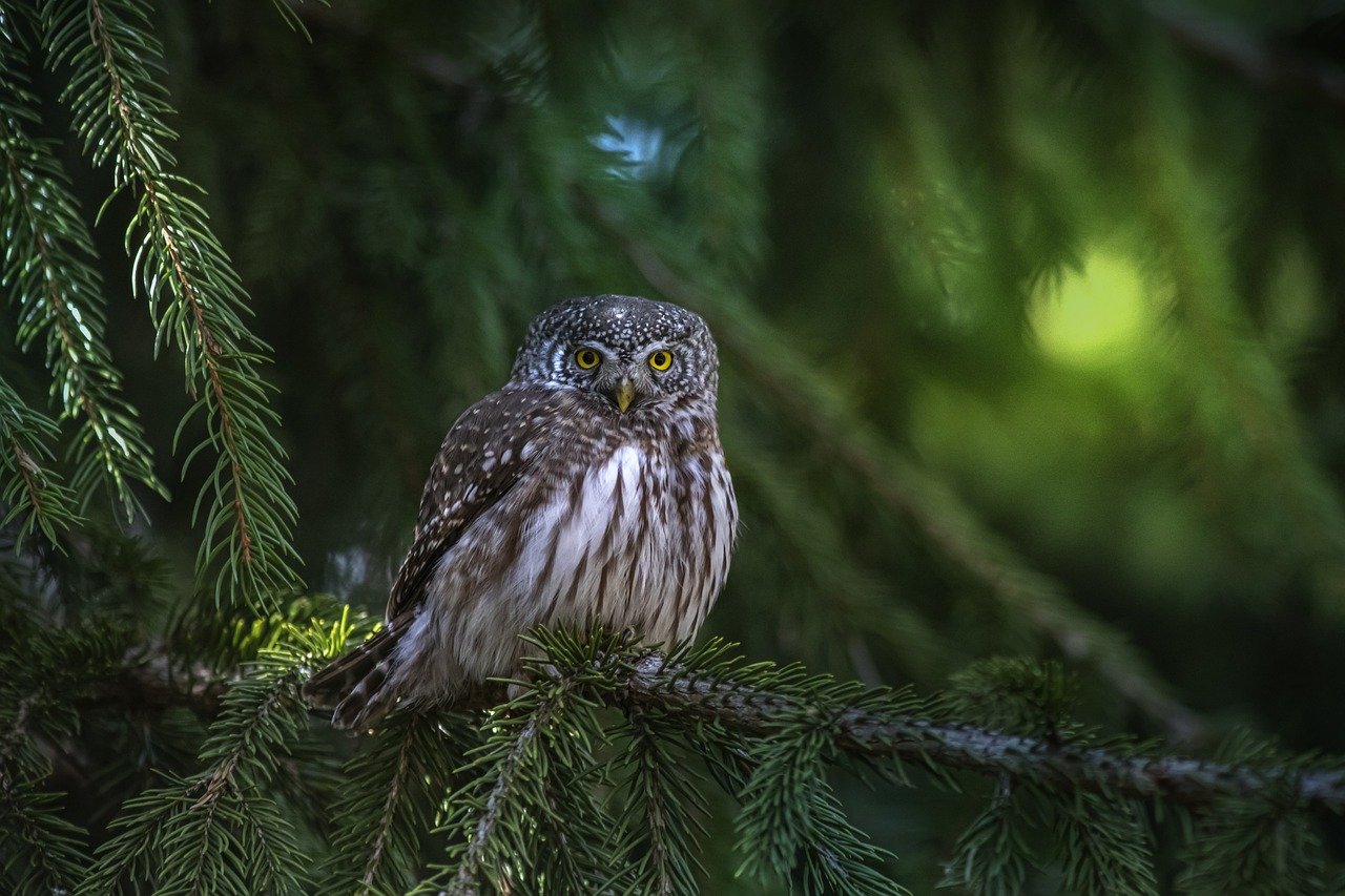 Safety Tips for Birdwatchers